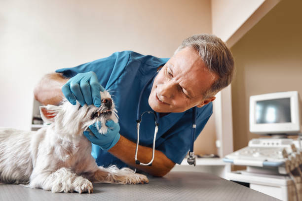 Best Weekend Emergency Dentist in Paw Paw Lake, MI